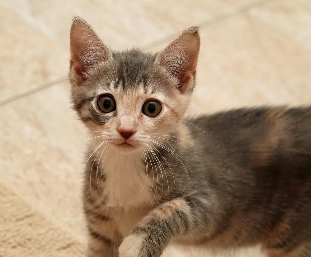 Enlarge Tinsel, a Adoptable mixed breed in Kingsland, GA image 1/1