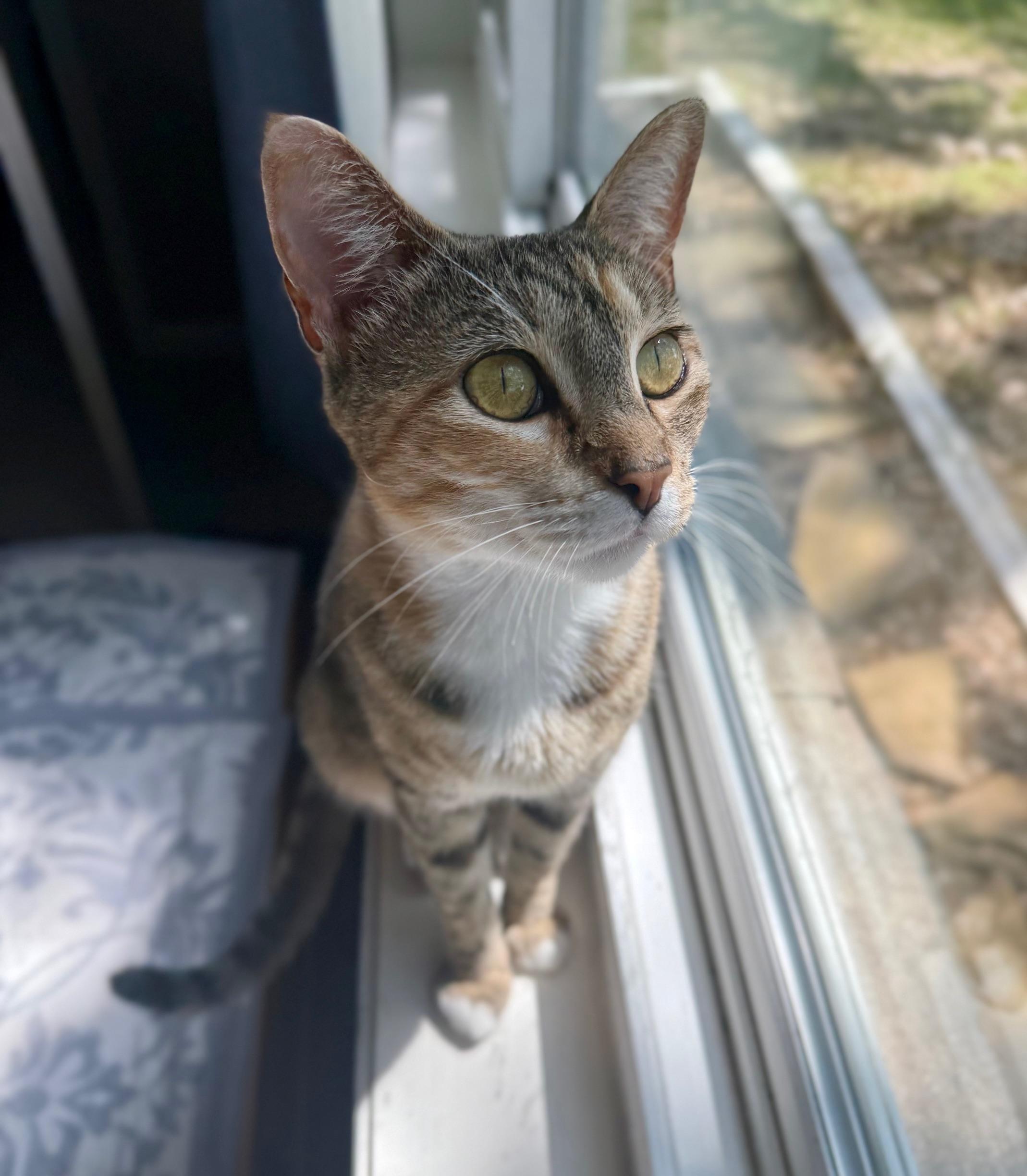 Sunny, Adoptable, Young Female Domestic Short Hair.