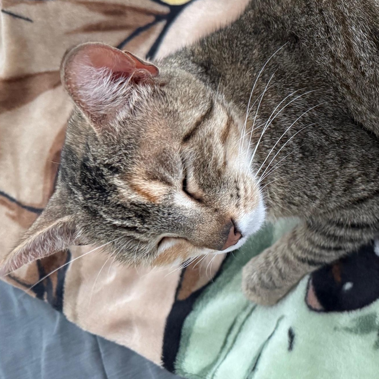 Enlarge Sunny, a Adoptable Domestic Short Hair in Angleton, TX image 2/5