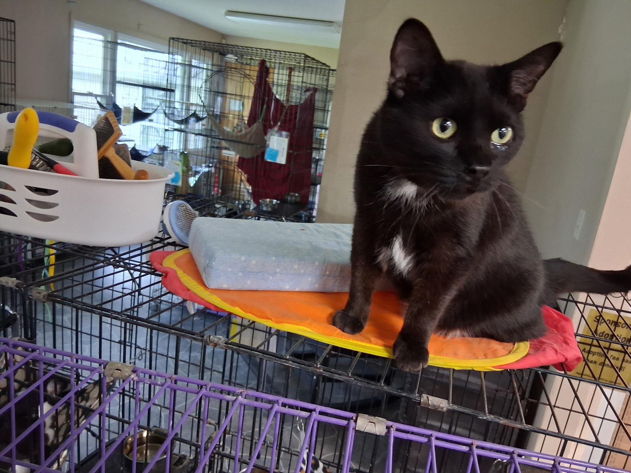 Simone, an adopted Domestic Short Hair in Lapeer, MI image 3/3