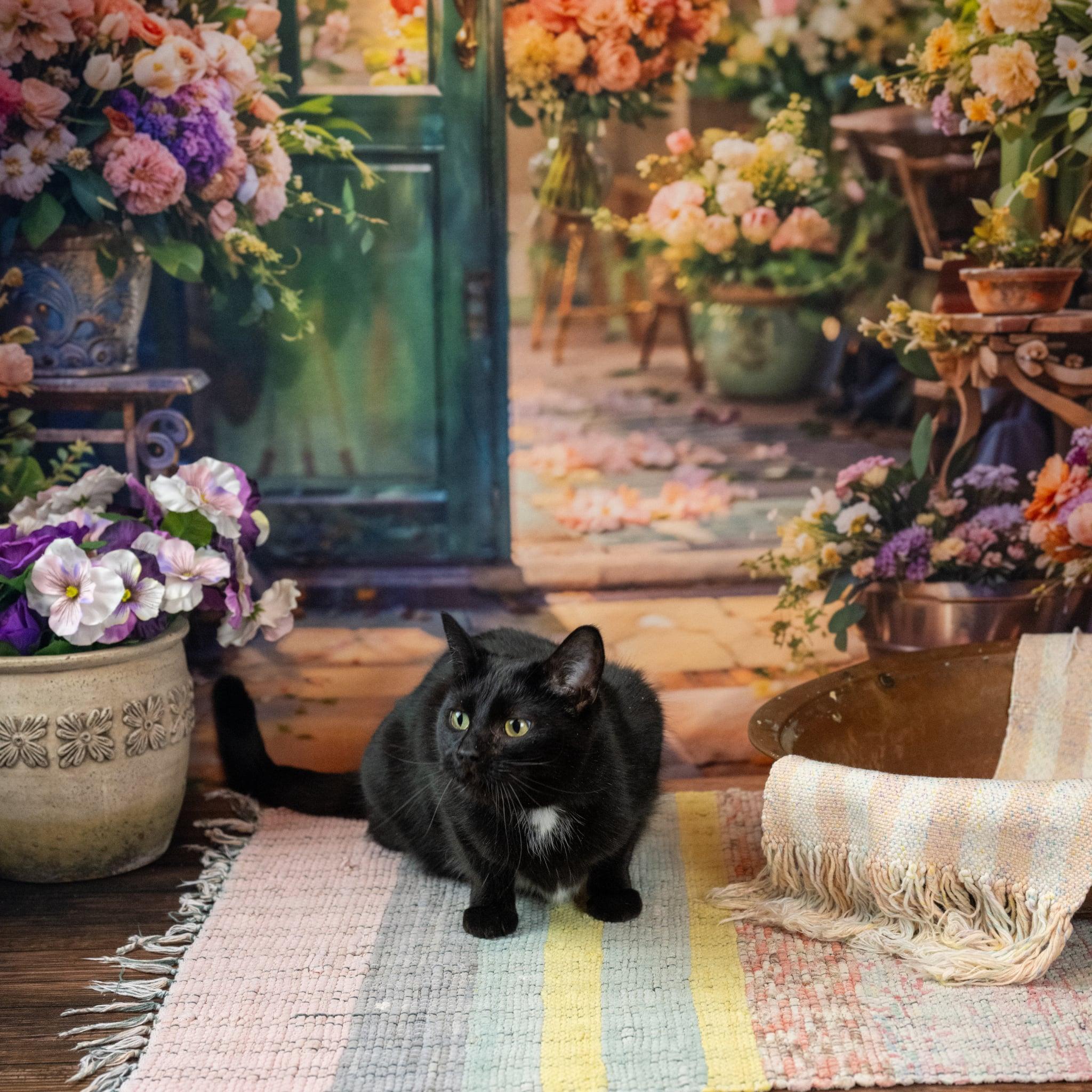 Simone, an adopted Domestic Short Hair in Lapeer, MI image 2/3