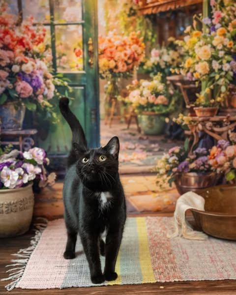 Simone, adopted, Adult Female Domestic Short Hair.