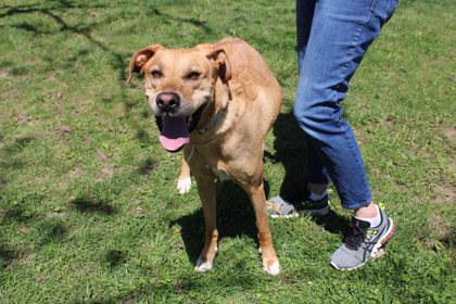 Saffron, Adoptable, Adult Female Vizsla & Labrador Retriever.