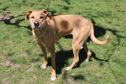 Enlarge Saffron, a Adoptable mixed breed in Kansas City, MO image 2/3