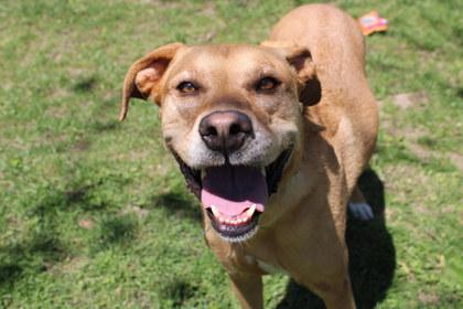Enlarge Saffron, a Adoptable mixed breed in Kansas City, MO image 3/3