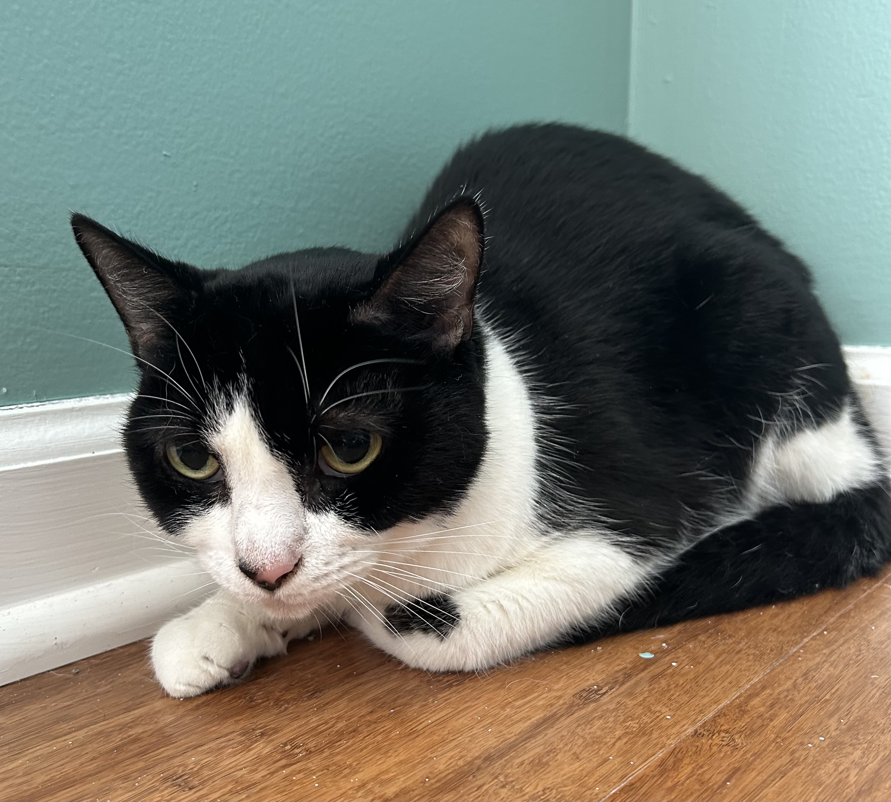 Cat for adoption Babka, a Domestic Short Hair Mix in Jamaica Plain