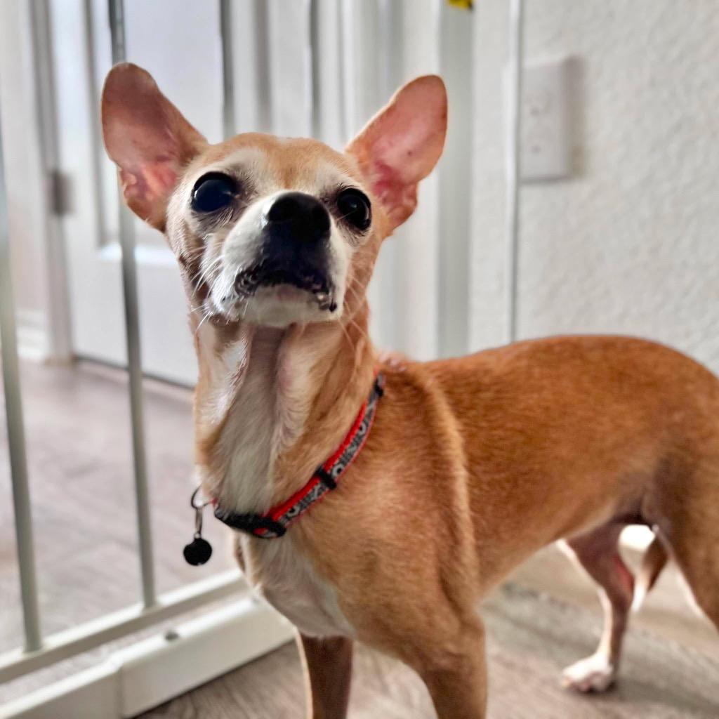 Maisy, a Adoptable Chihuahua in Bryan, TX image 1/6
