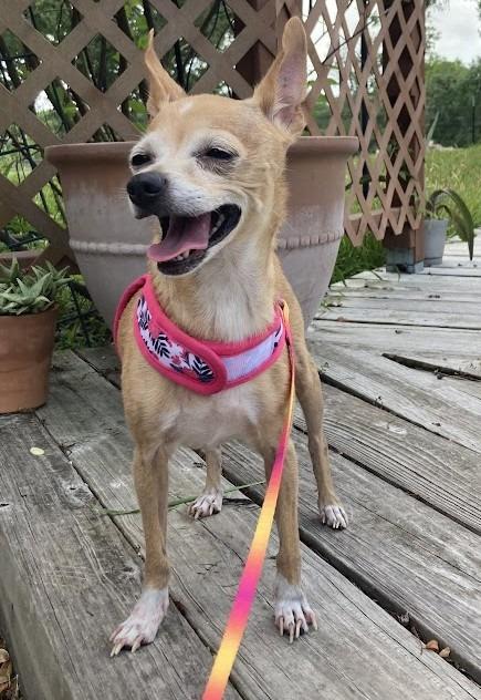 Maisy, a Adoptable Chihuahua in Bryan, TX image 2/6