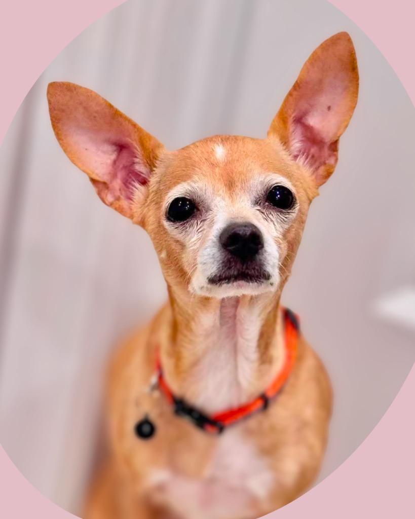 Maisy, a Adoptable Chihuahua in Bryan, TX image 3/6