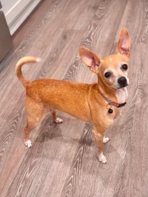 Maisy, a Adoptable Chihuahua in Bryan, TX image 4/6