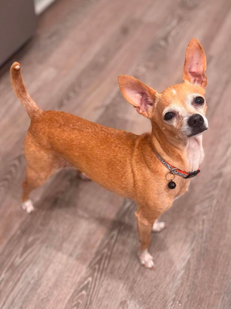 Maisy, a Adoptable Chihuahua in Bryan, TX image 5/6