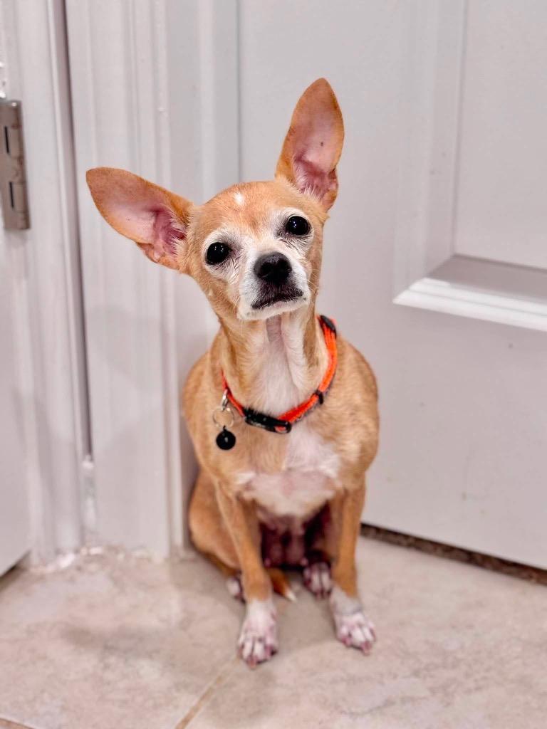Maisy, a Adoptable Chihuahua in Bryan, TX image 6/6