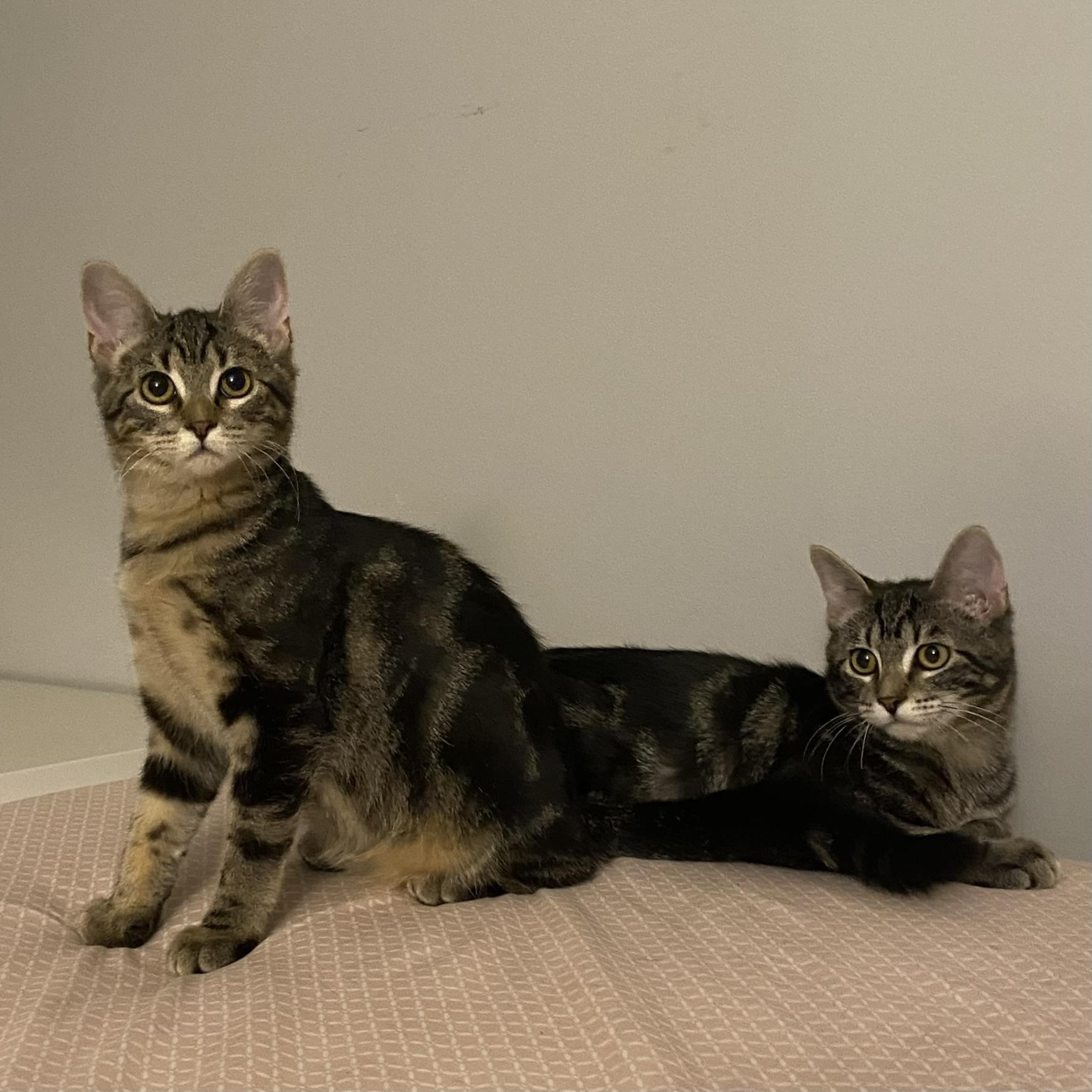 Stormy & Misty, Adopted, Kitten Female Domestic Short Hair.