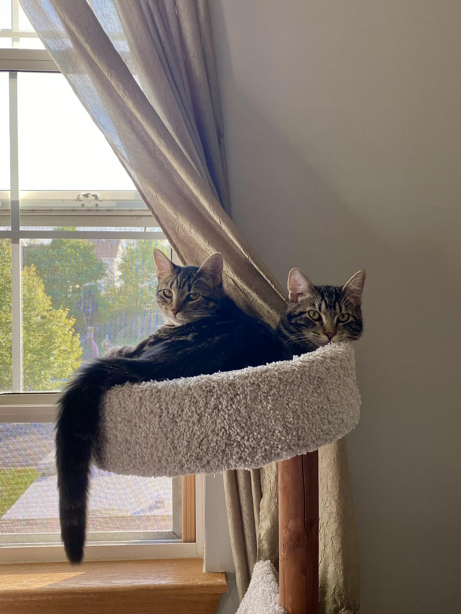 Enlarge Stormy & Misty, a Adopted Domestic Short Hair in Mokena, IL image 3/3