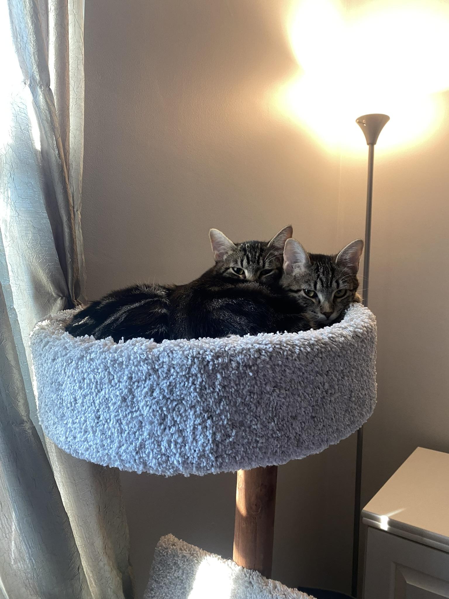 Enlarge Stormy & Misty, a Adopted Domestic Short Hair in Mokena, IL image 2/3