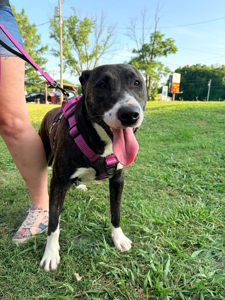 Bay, a Adoptable Mixed Breed in Batesville, AR image 1/2