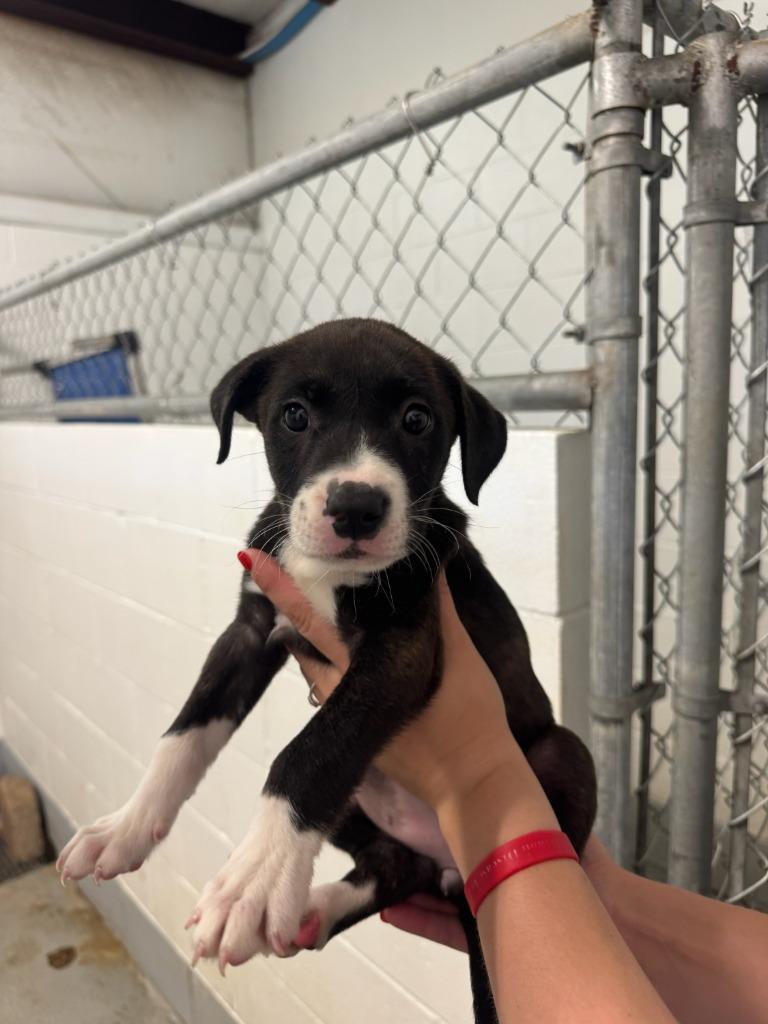 Enlarge Bay, a Adoptable Mixed Breed in Batesville, AR image 1/1