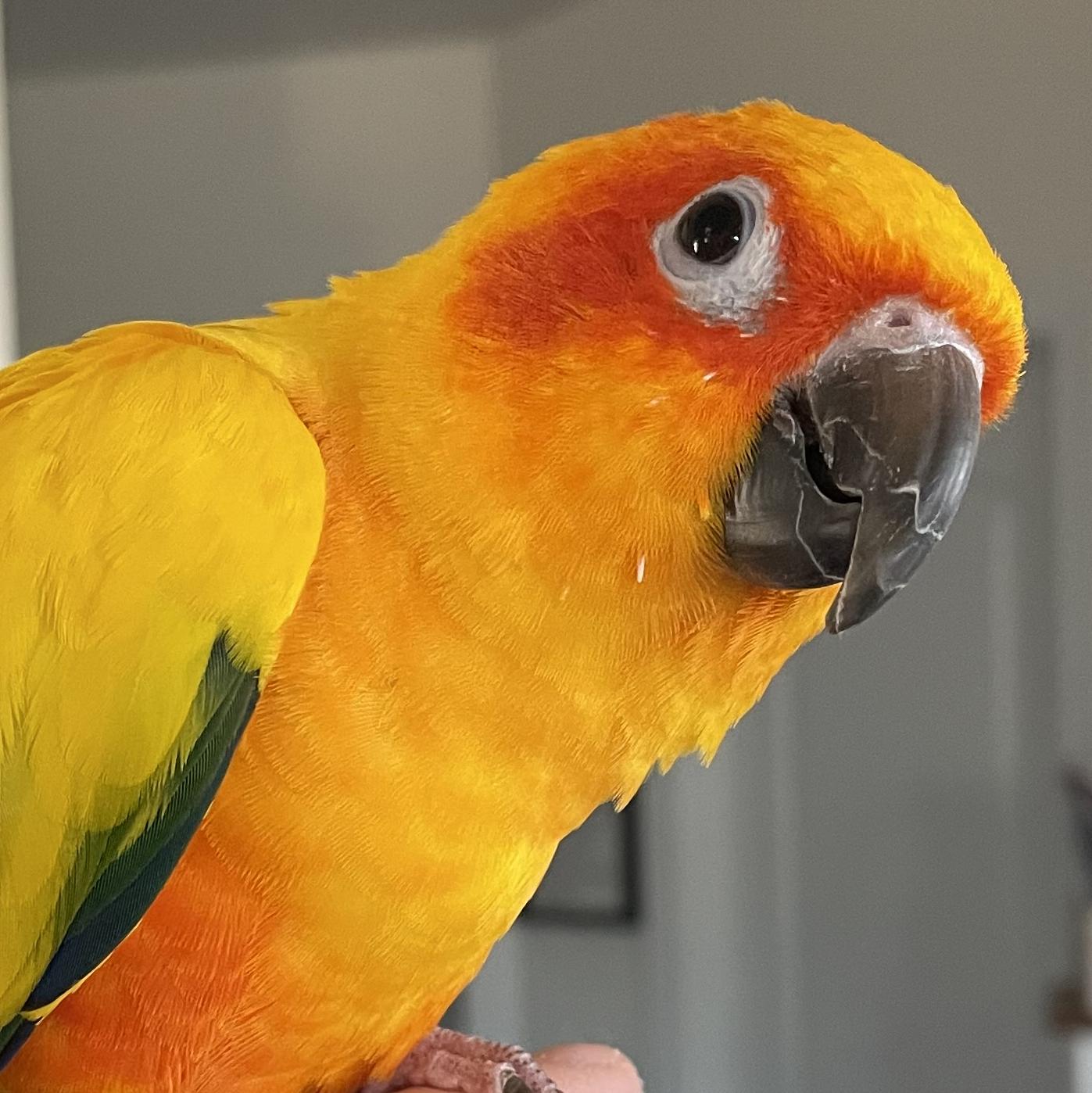 Enlarge Pancho and Sunny, a ADOPTABLE Conure in Fairfax, VA image 3/3