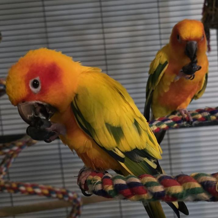 Pancho and Sunny, Adopted, Adult Male Conure.