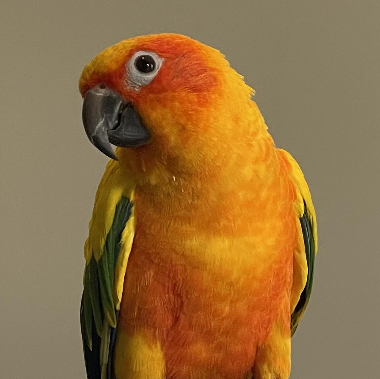 Enlarge Pancho and Sunny, a ADOPTABLE Conure in Fairfax, VA image 2/3
