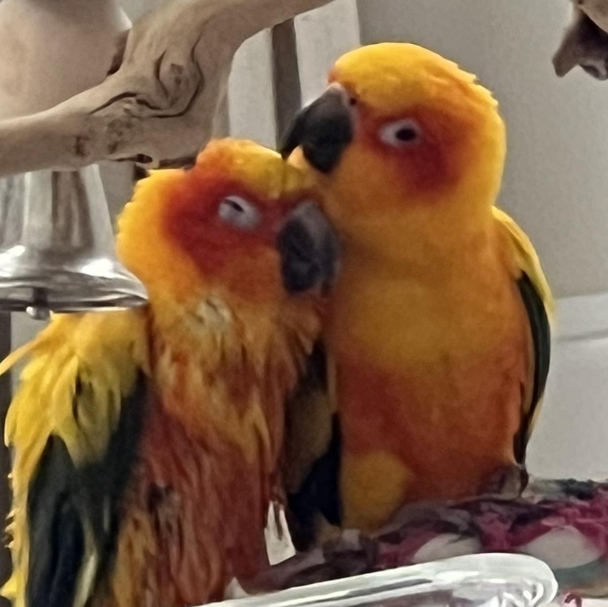 Enlarge Pancho and Sunny, a ADOPTABLE Conure in Fairfax, VA image 1/3