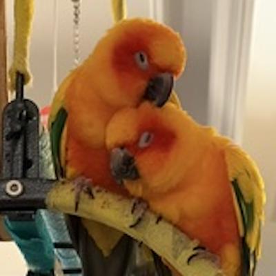 Enlarge Pancho and Sunny, a Adopted Conure in Fairfax, VA image 2/5