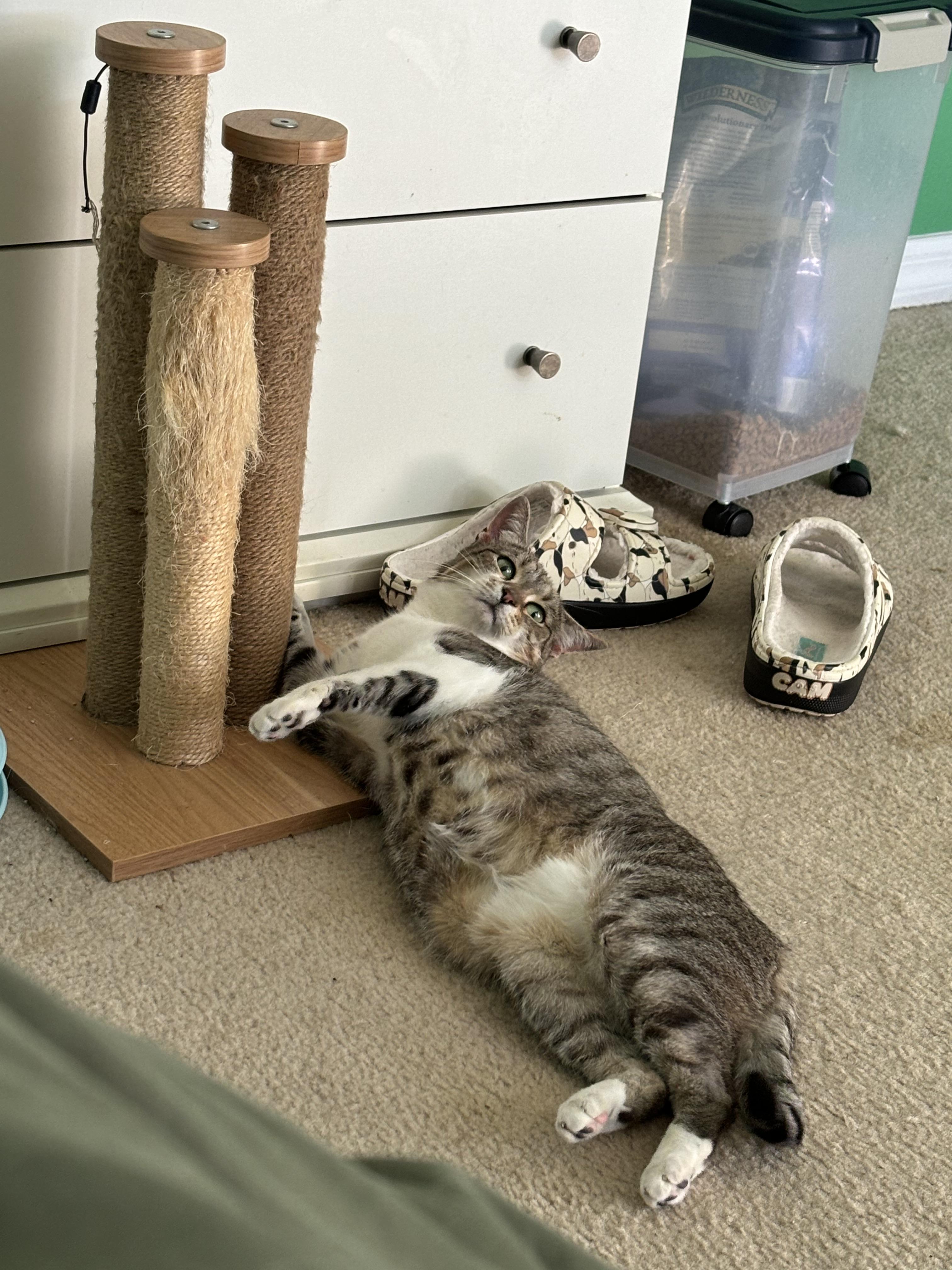 Enlarge Neela , a Adoptable Domestic Short Hair in Orlando, FL image 5/6