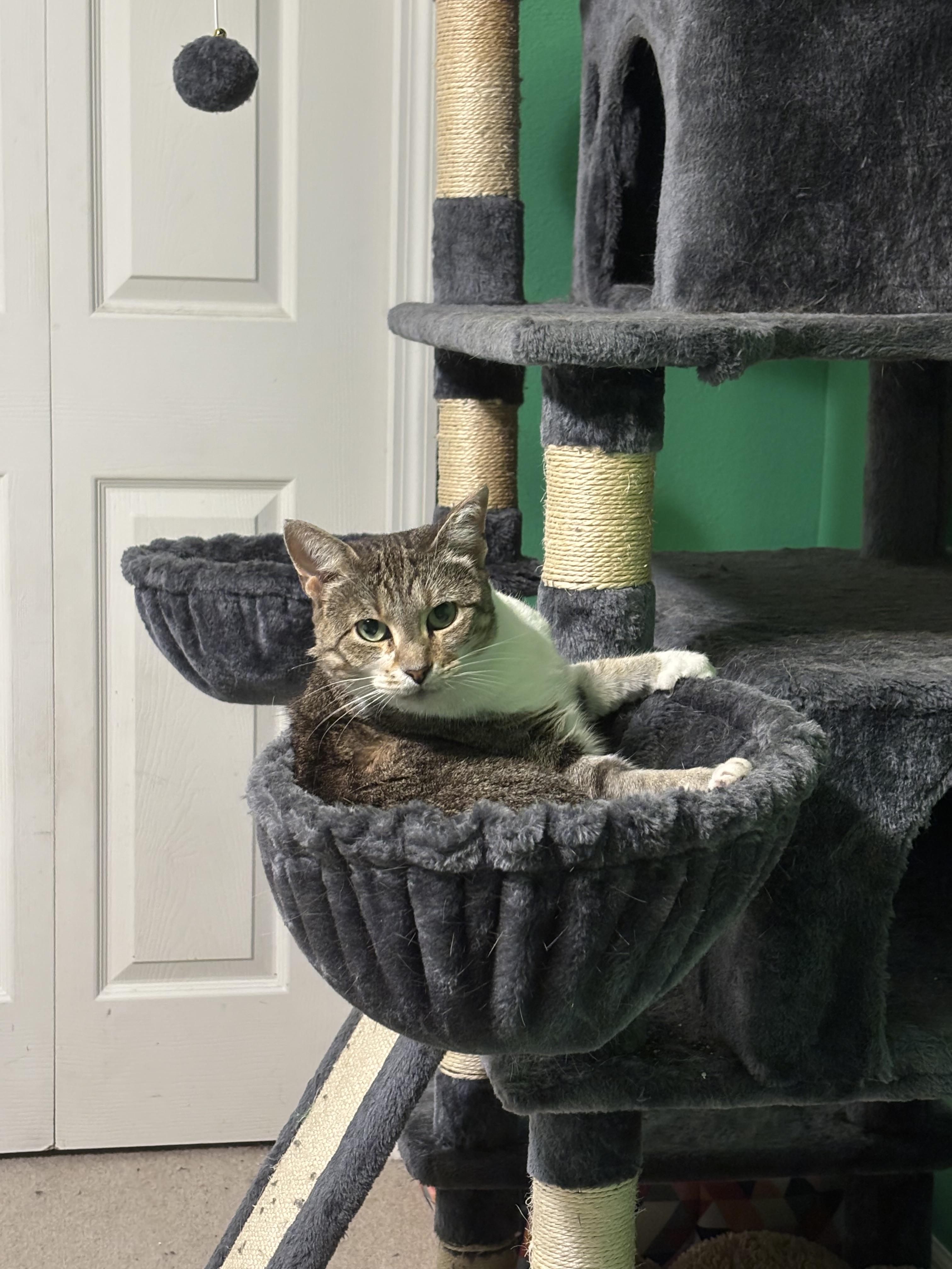 Enlarge Neela , a Adoptable Domestic Short Hair in Orlando, FL image 6/6