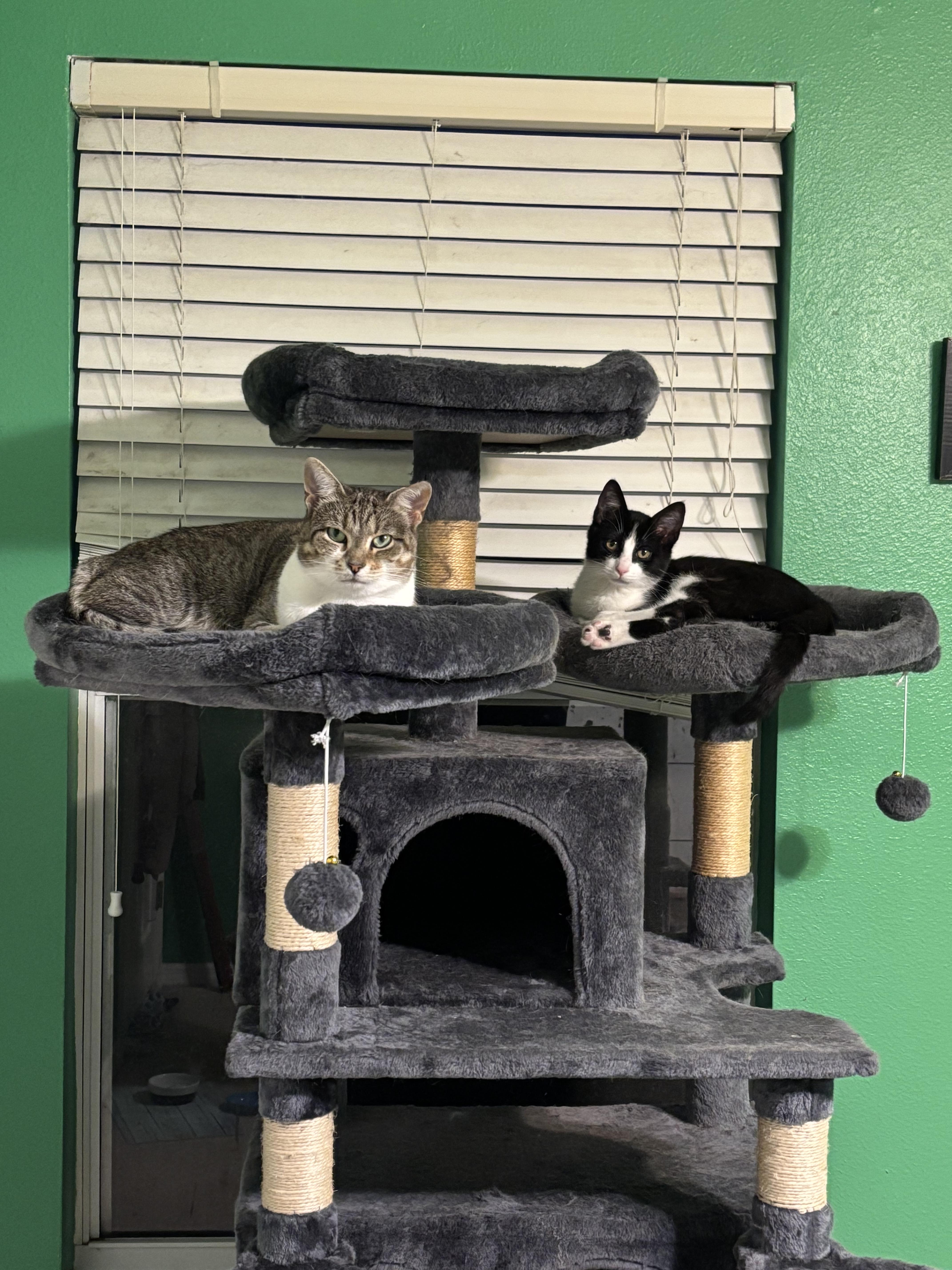 Enlarge Neela , a Adoptable Domestic Short Hair in Orlando, FL image 4/6