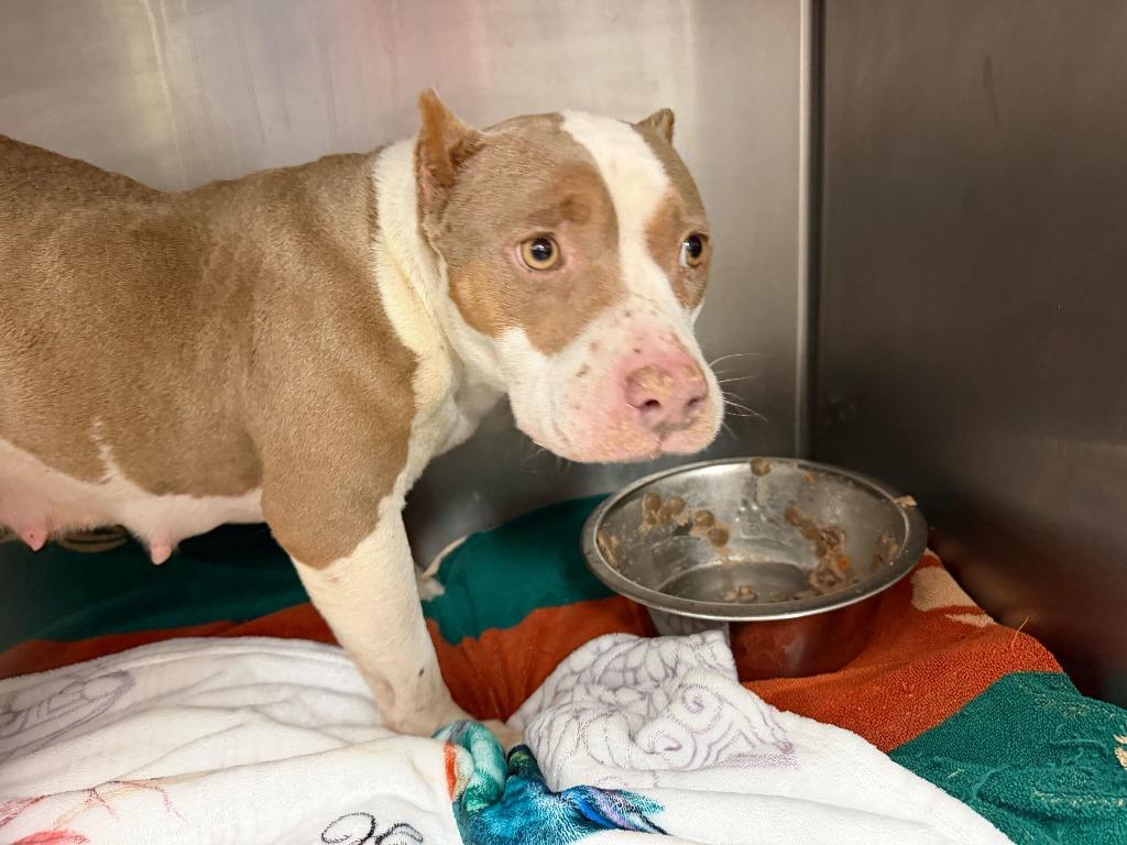 Valerie, Adoptable, Adult Female American Staffordshire Terrier.