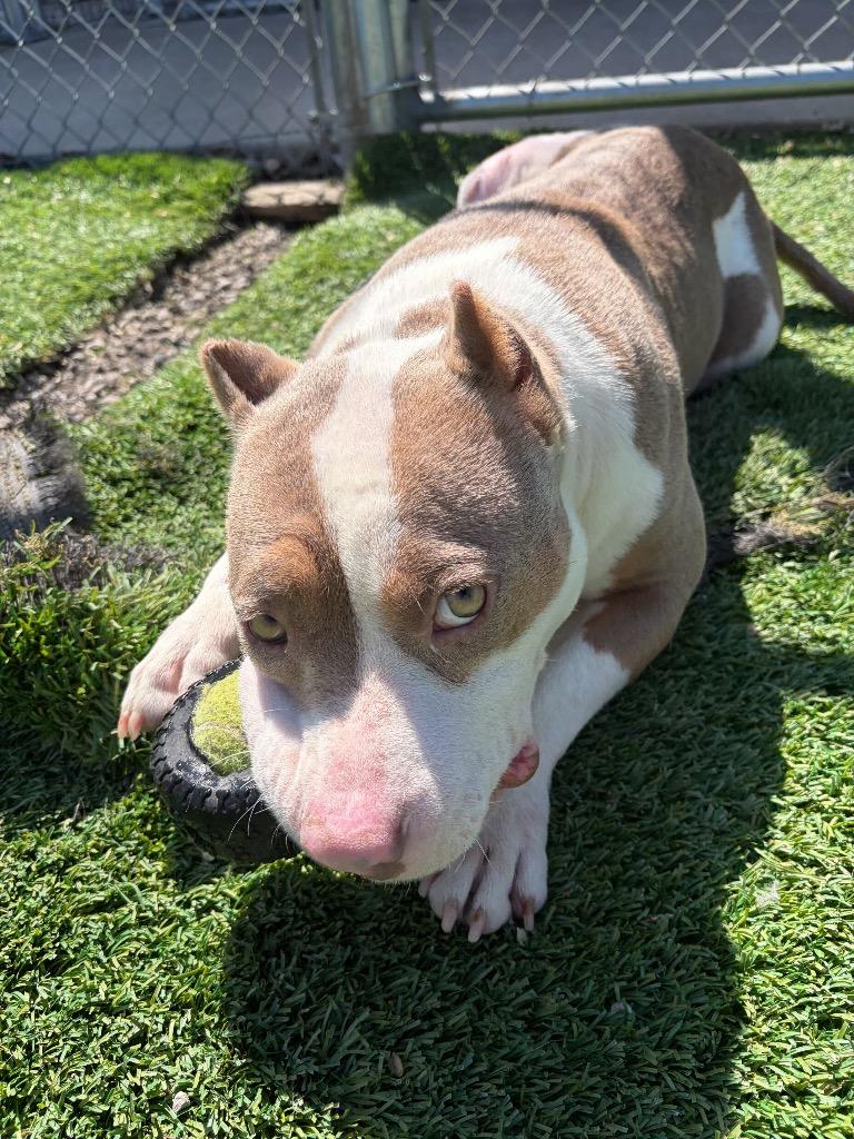 Valerie, a Adoptable American Staffordshire Terrier in Tulsa, OK image 2/6