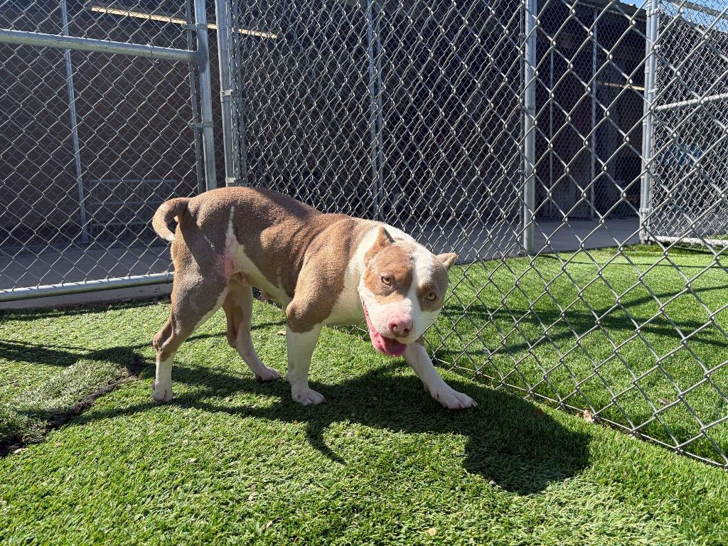 Valerie, a Adoptable American Staffordshire Terrier in Tulsa, OK image 3/6