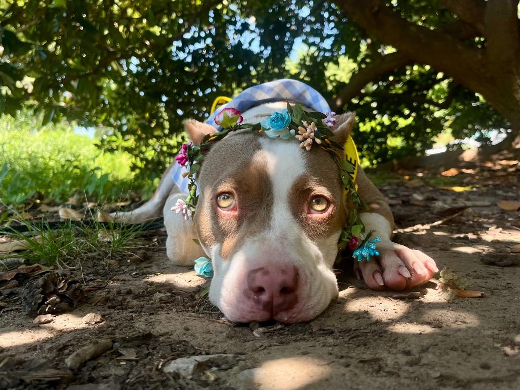 Valerie, a Adoptable American Staffordshire Terrier in Tulsa, OK image 4/6