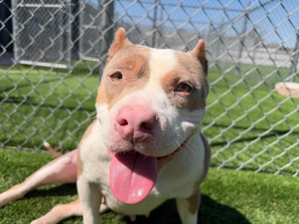 Valerie, a Adoptable American Staffordshire Terrier in Tulsa, OK image 5/6