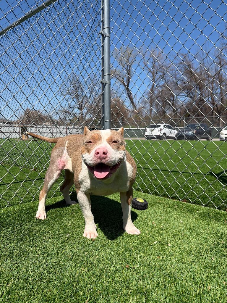 Valerie, a Adoptable American Staffordshire Terrier in Tulsa, OK image 6/6