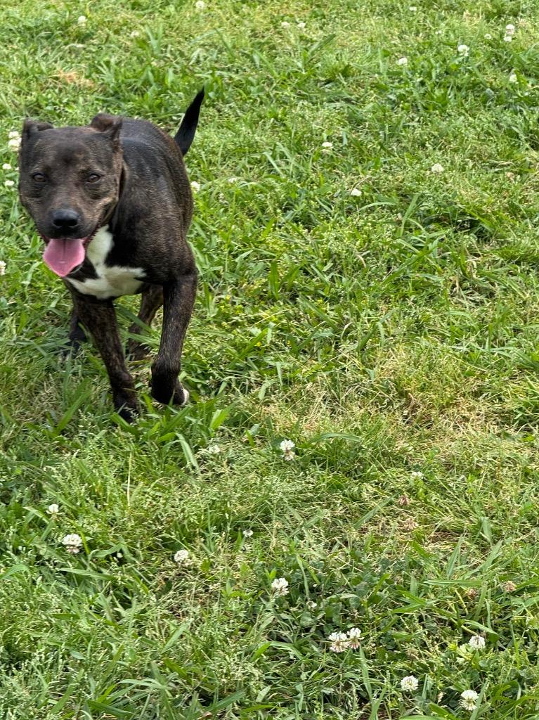 Susie Q (Merrie), a Adoptable mixed breed in Bossier City, LA image 2/6