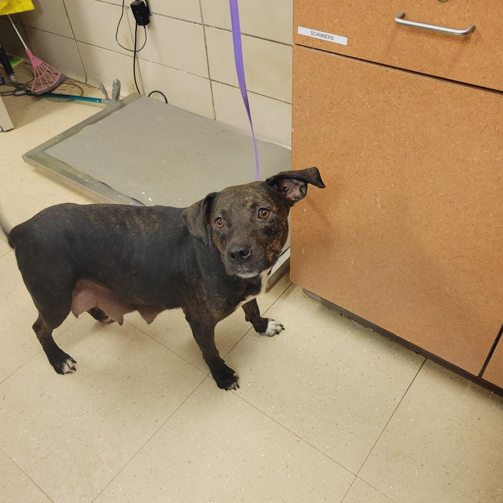 Susie Q (Merrie), a Adoptable mixed breed in Bossier City, LA image 3/6