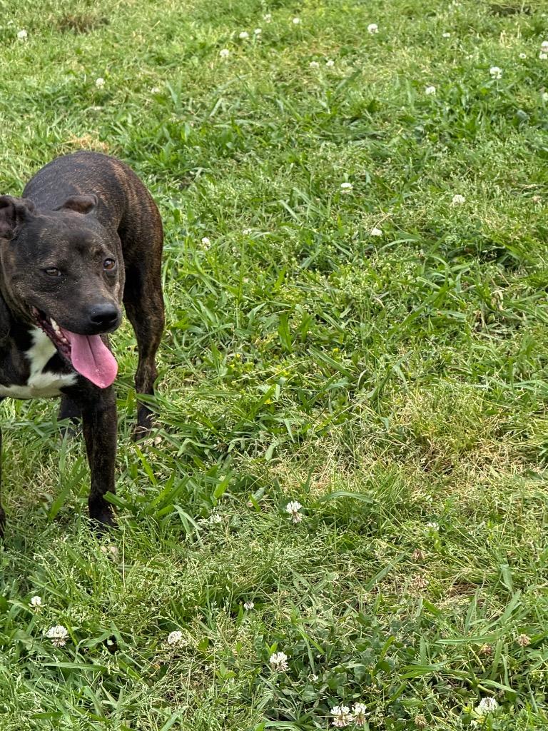 Susie Q (Merrie), a Adoptable mixed breed in Bossier City, LA image 4/6