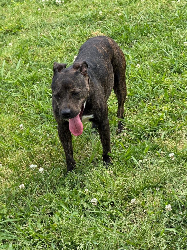 Susie Q (Merrie), a Adoptable mixed breed in Bossier City, LA image 5/6