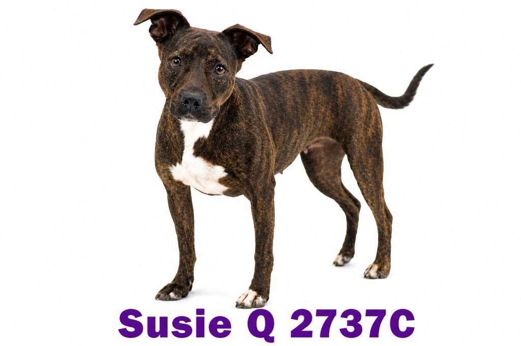Susie Q (Merrie), a Adoptable mixed breed in Bossier City, LA image 6/6