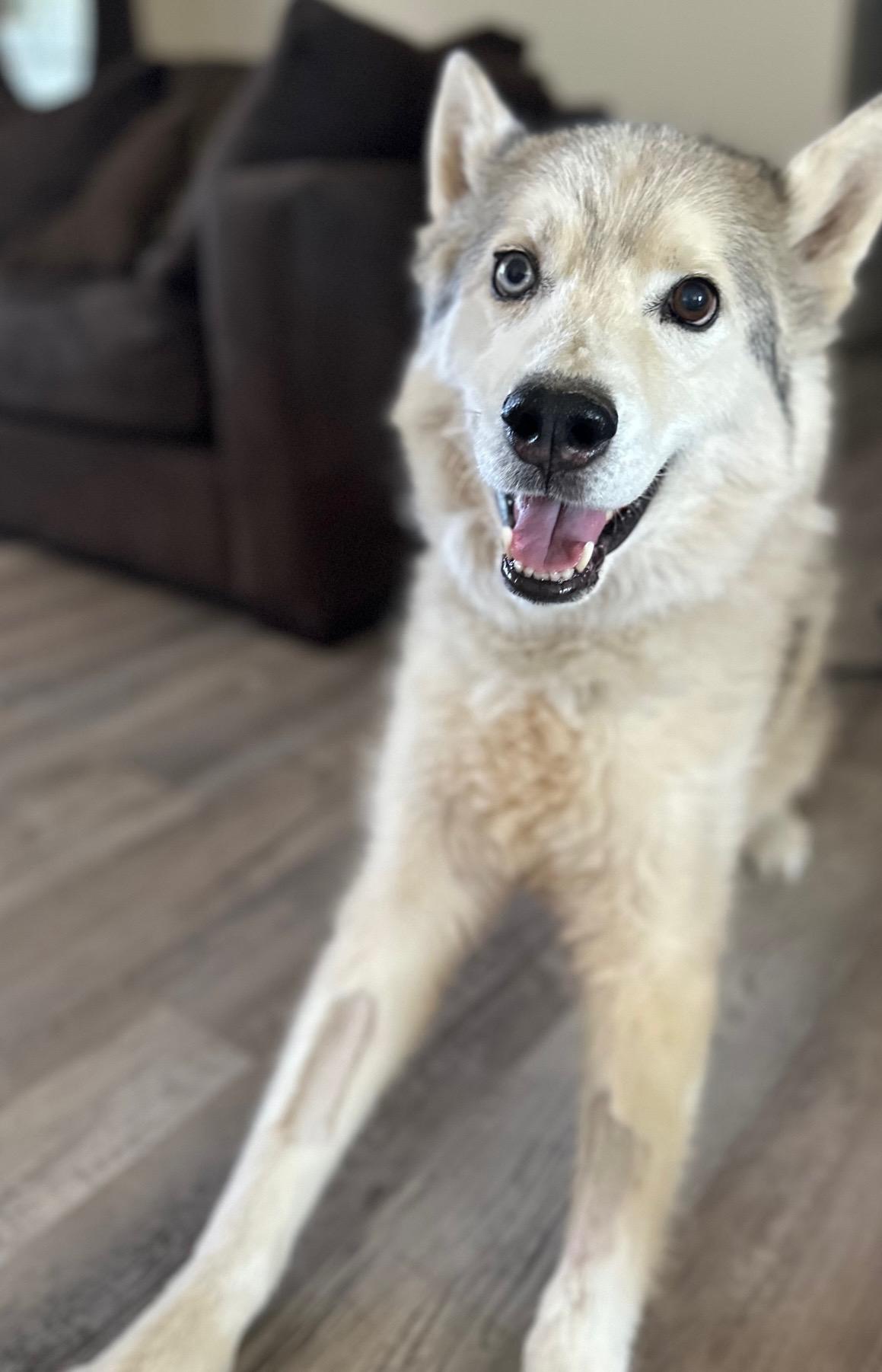 Enlarge Cy, a Adoptable Husky in Hillsboro, OR image 6/6