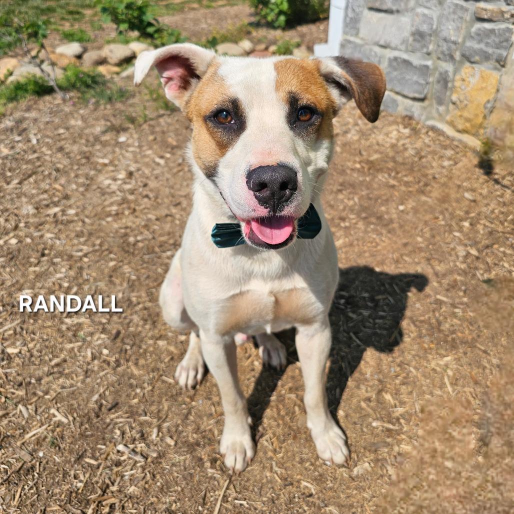 Randall, Adoptable, Young Male Terrier & Mixed Breed.