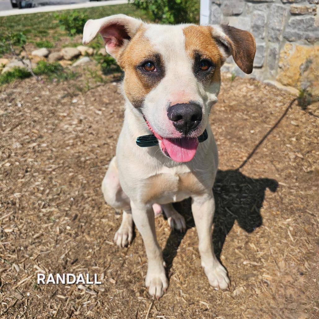 Enlarge Randall, a Adoptable mixed breed in Madisonville, TN image 2/4