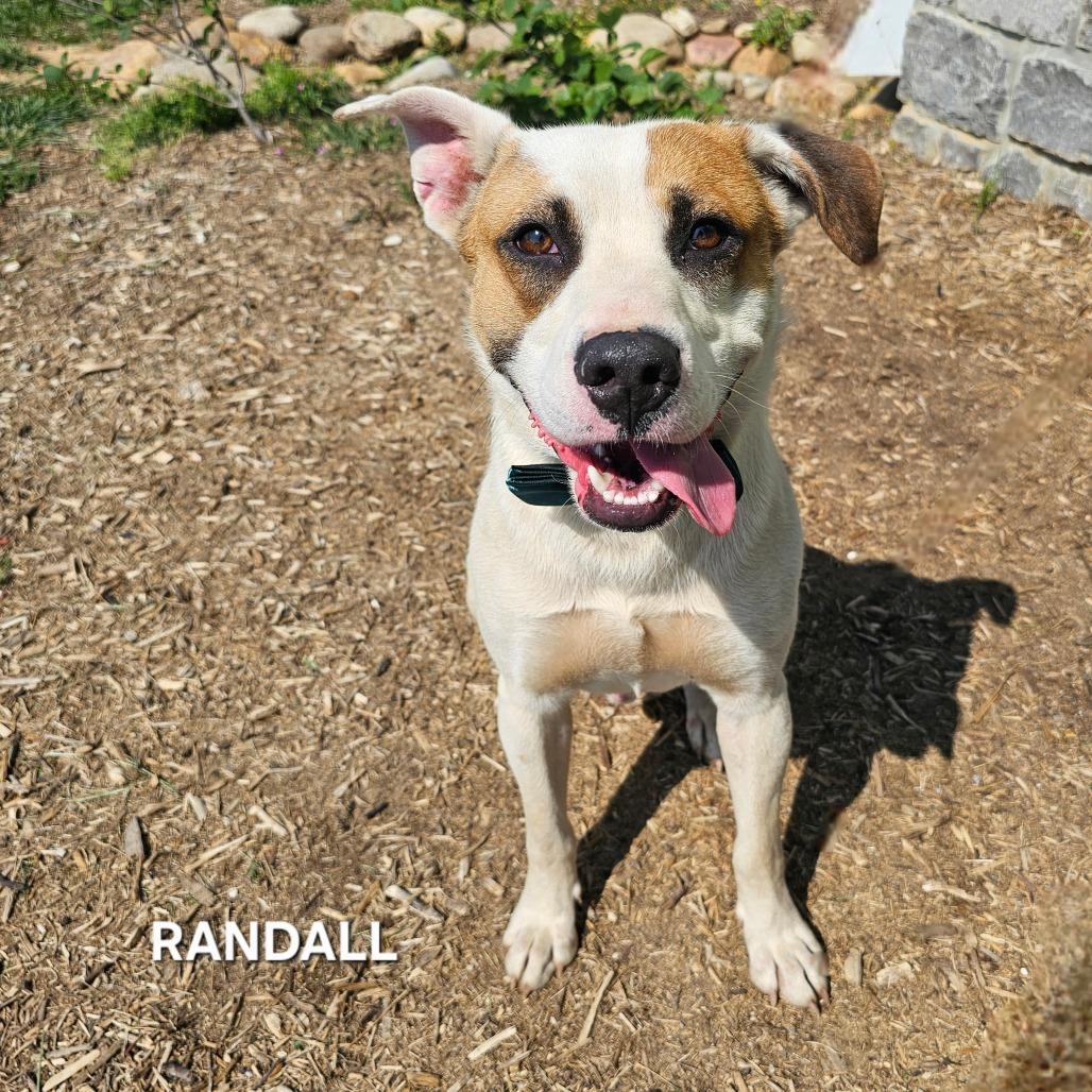 Enlarge Randall, a Adoptable mixed breed in Madisonville, TN image 3/4