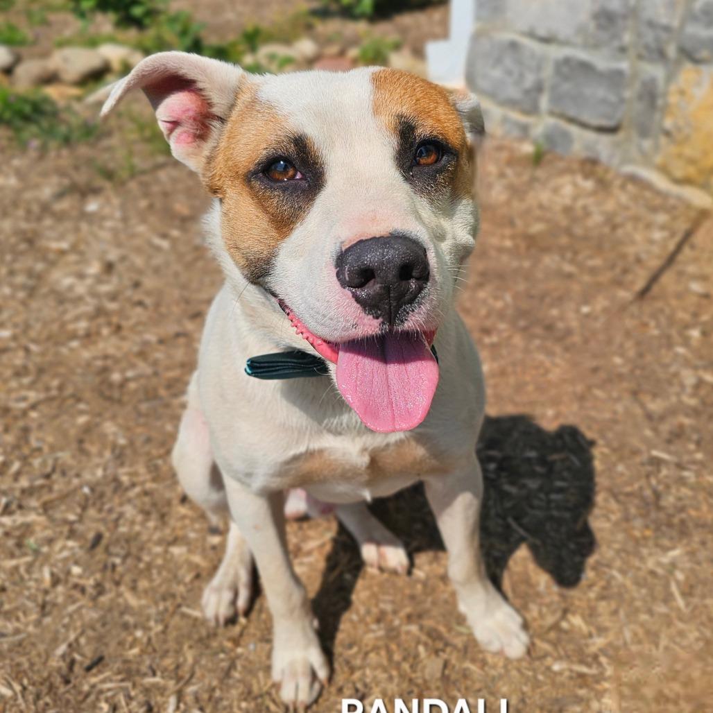 Enlarge Randall, a Adoptable mixed breed in Madisonville, TN image 4/4