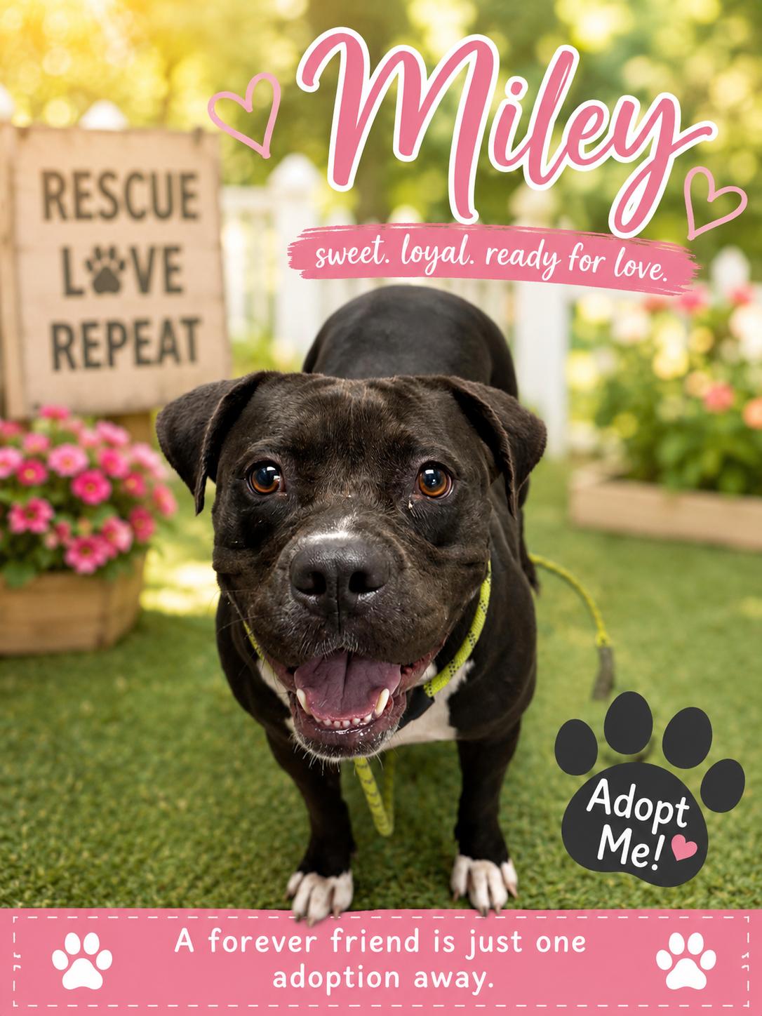 Miley, Adoptable, Adult Female Staffordshire Bull Terrier.