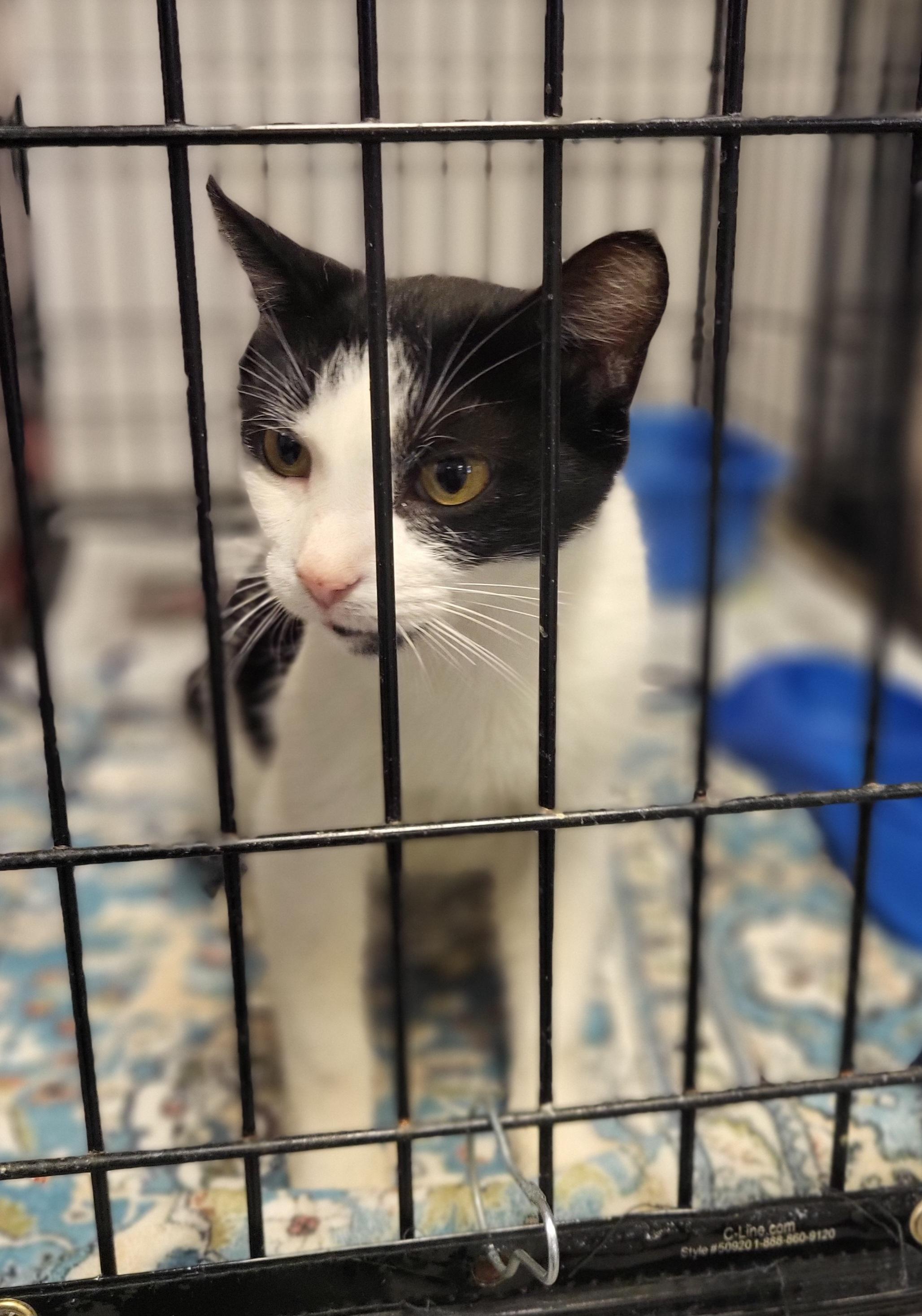 Crockpot, Adoptable, Adult Female Domestic Short Hair.