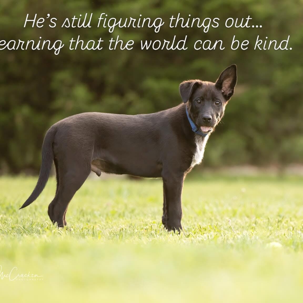 Sammy, a Adoptable mixed breed in Newport, WA image 5/6
