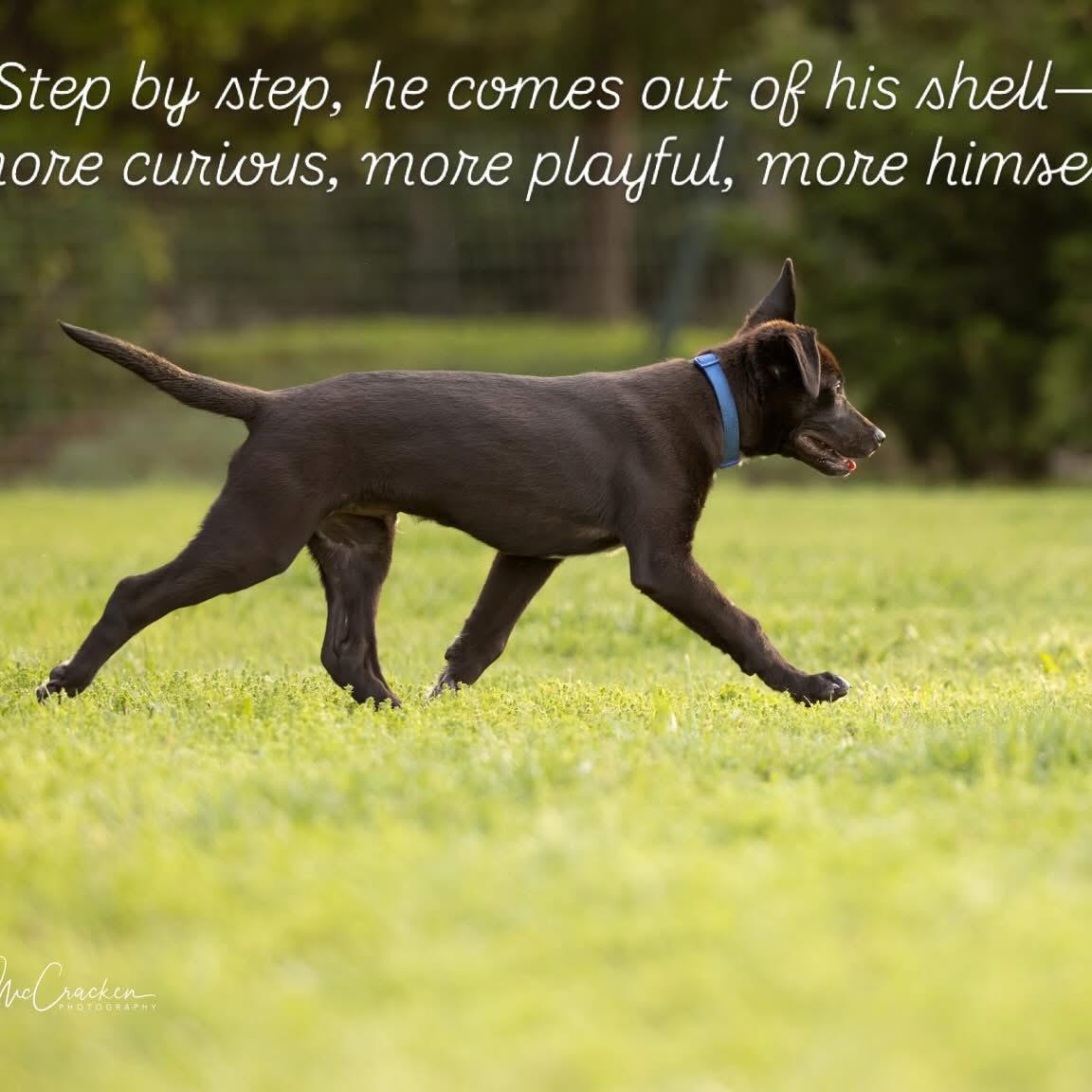 Sammy, a Adoptable mixed breed in Newport, WA image 4/6