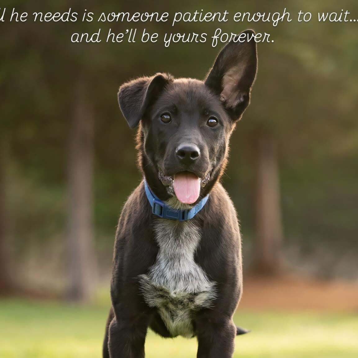Sammy, a Adoptable mixed breed in Newport, WA image 3/6